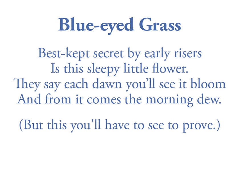 The poem on this card reads: Best-kept secret by early risers Is this sleepy little flower. They say each dawn you'll see it bloom And from it comes the morning dew. (But this you'll have to see to prove.)