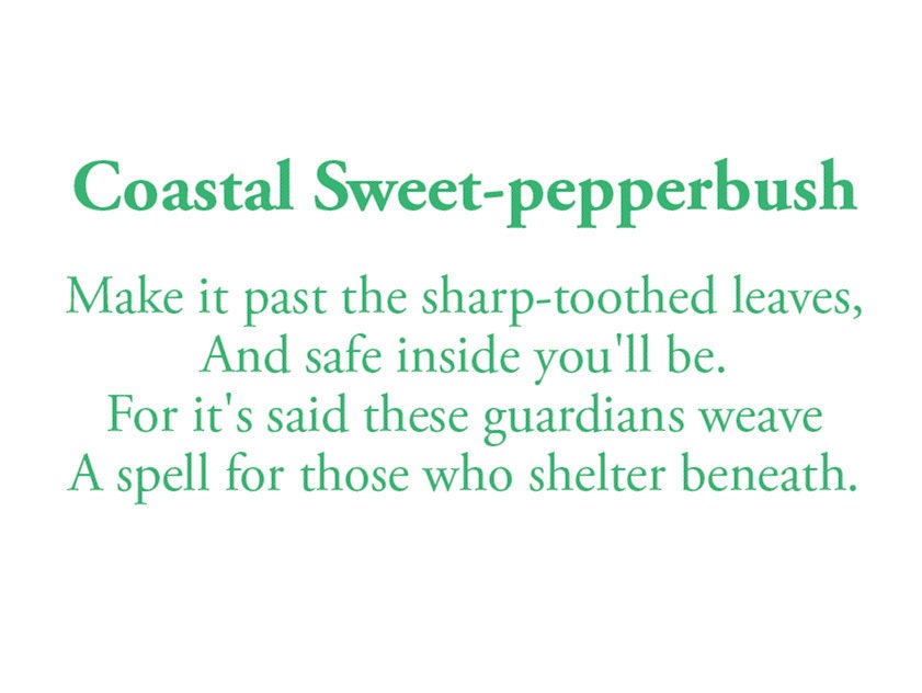 The poem on this card reads: Make it past the sharp-toothed leaves, And safe inside you'll be. For it's said these guardians weave A spell for those who shelter beneath.