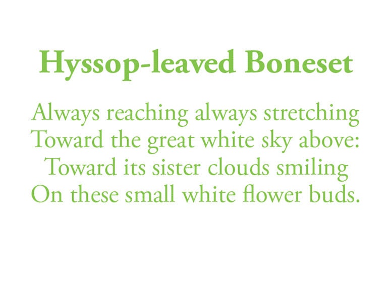 The poem on this card reads: Always reaching always stretching Toward the great white sky above: Toward its sister clouds smiling On these small white flower buds.