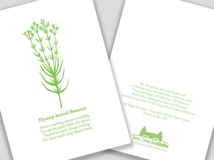 Greeting card with green cut paper illustration of Hyssop-leaved Baneset, and a short original poem.