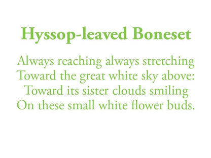 The poem on this card reads: Always reaching always stretching Toward the great white sky above: Toward its sister clouds smiling On these small white flower buds.