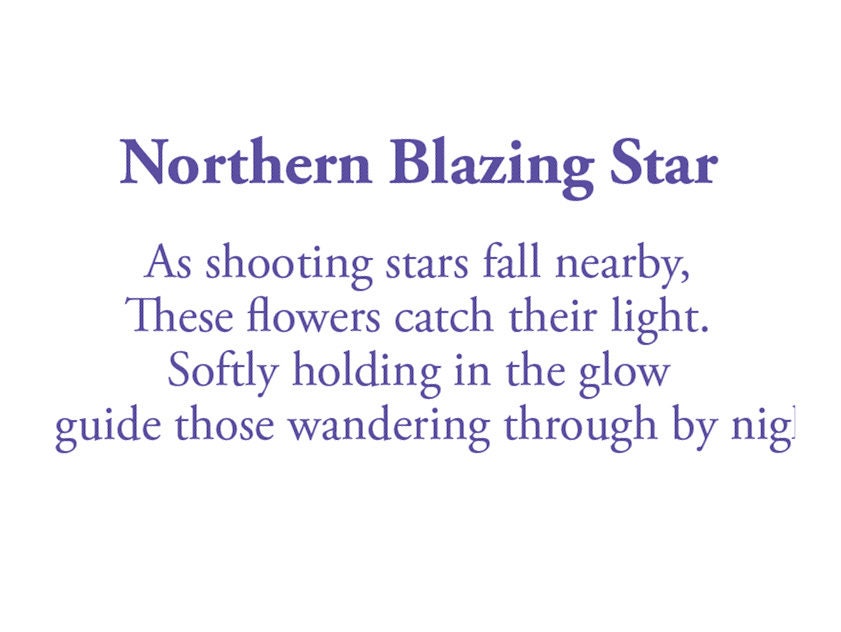 The poem in this card reads: As shooting stars fall nearby, These flowers catch their light. Softly holding in the glow guide those wandering though by night.